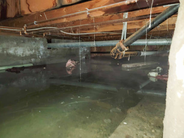 Best Water damage restoration services  in Northdale, FL