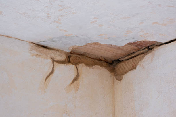 Best Carpet water damage restoration  in Northdale, FL