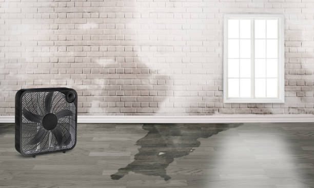 Best Commercial water damage restoration  in Northdale, FL