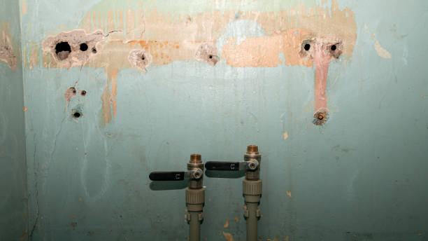 Best Professional water damage repair  in Northdale, FL