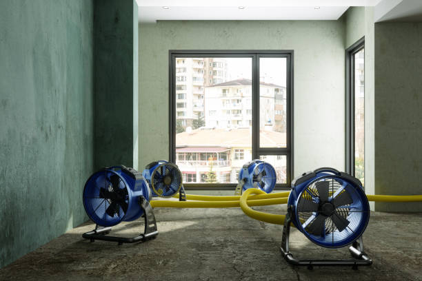 Best Flood damage cleanup  in Northdale, FL
