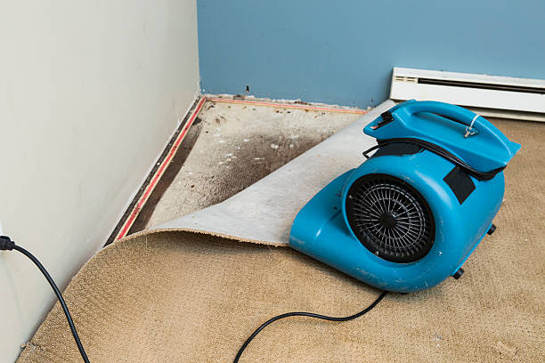 Best Local water damage restoration  in Northdale, FL